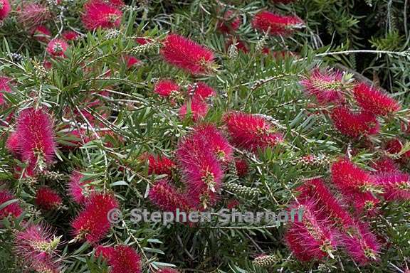 callistemon speciosus 1 graphic